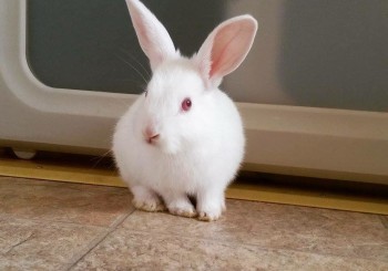 Welcome to Hoppy Homes Rescue!