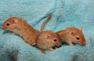 Wynken, Blynken, & Nod (1)