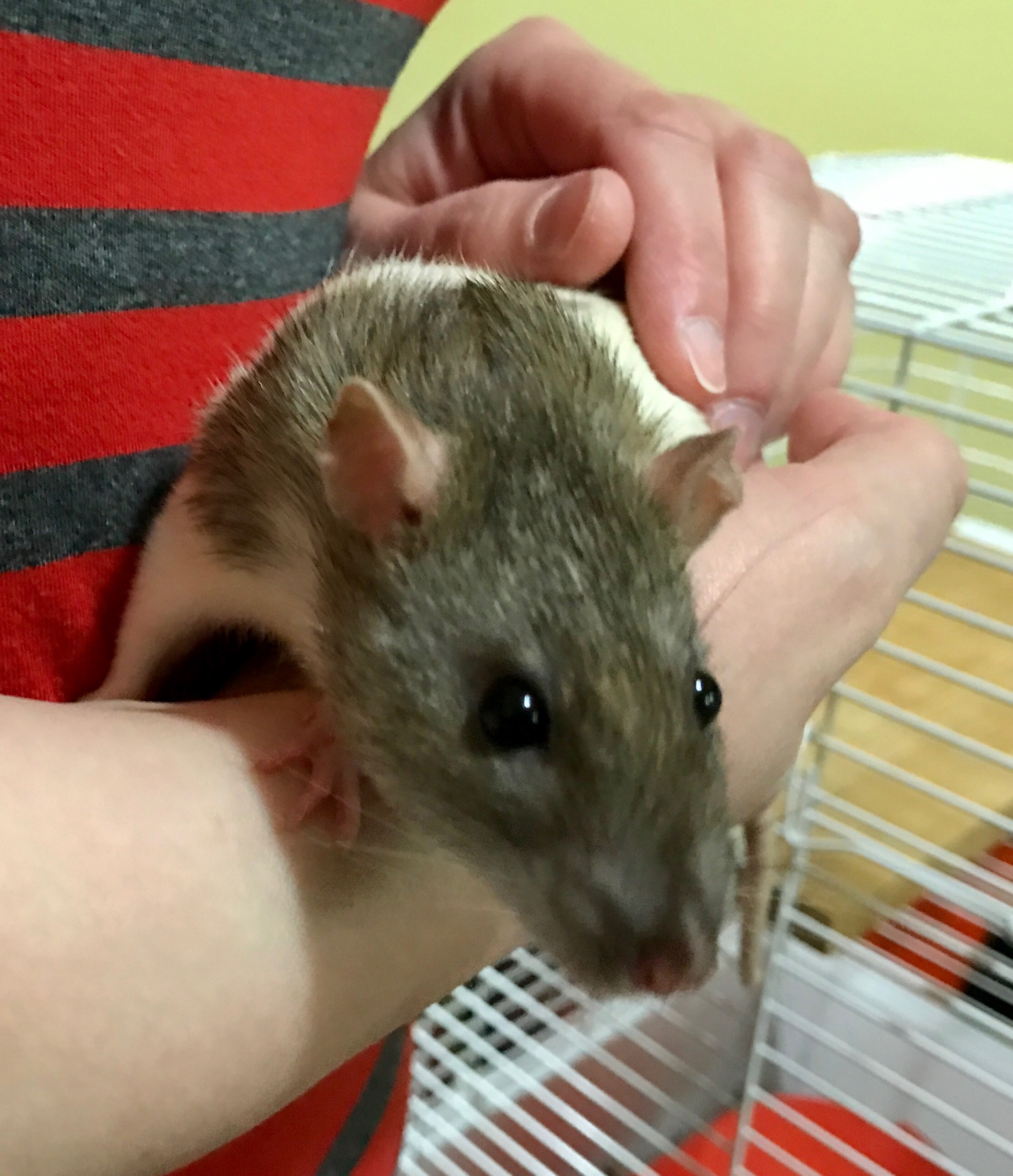 Emerald – Hoppy Homes Rescue