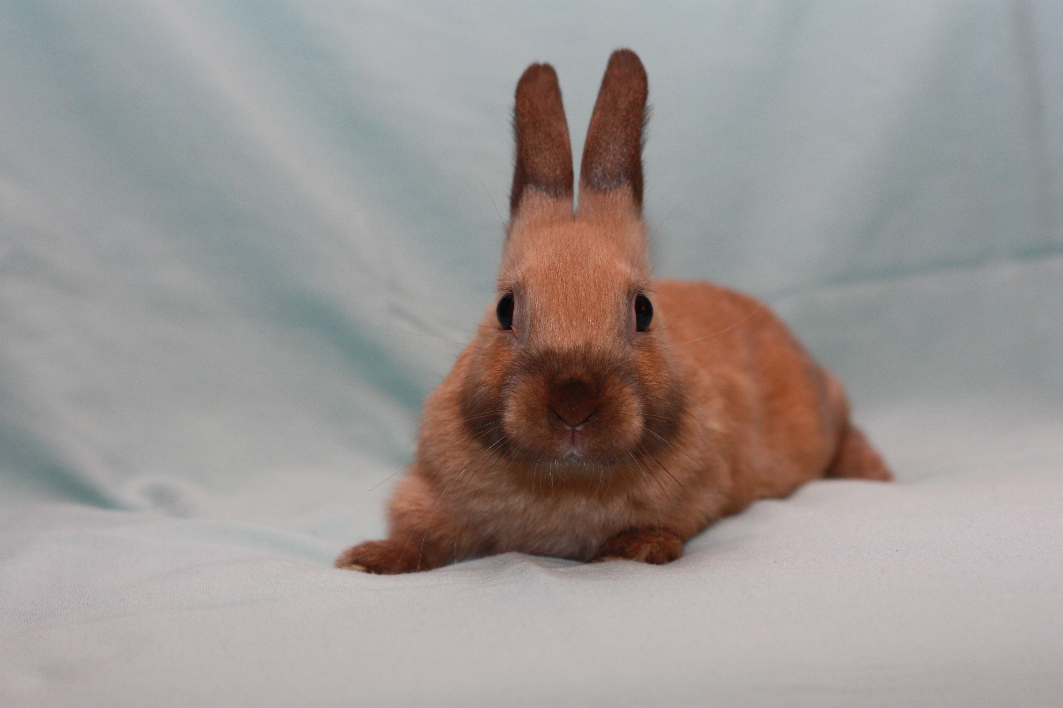 Shorty Rabbit Shortcake – Hoppy Homes Rescue