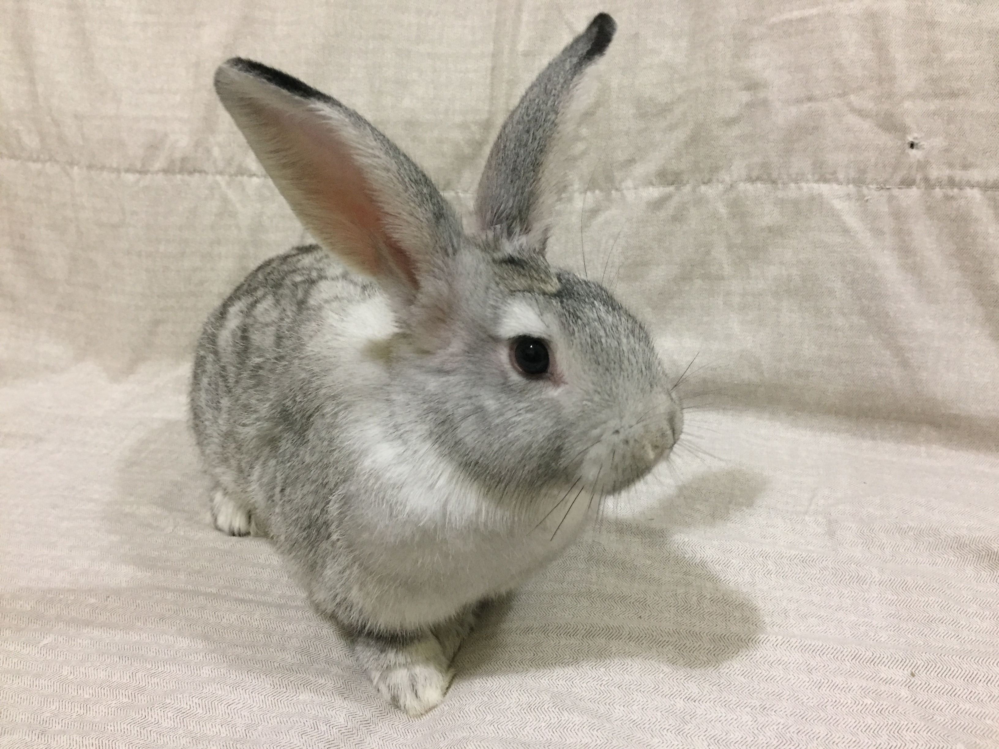 Wednesday – Hoppy Homes Rescue