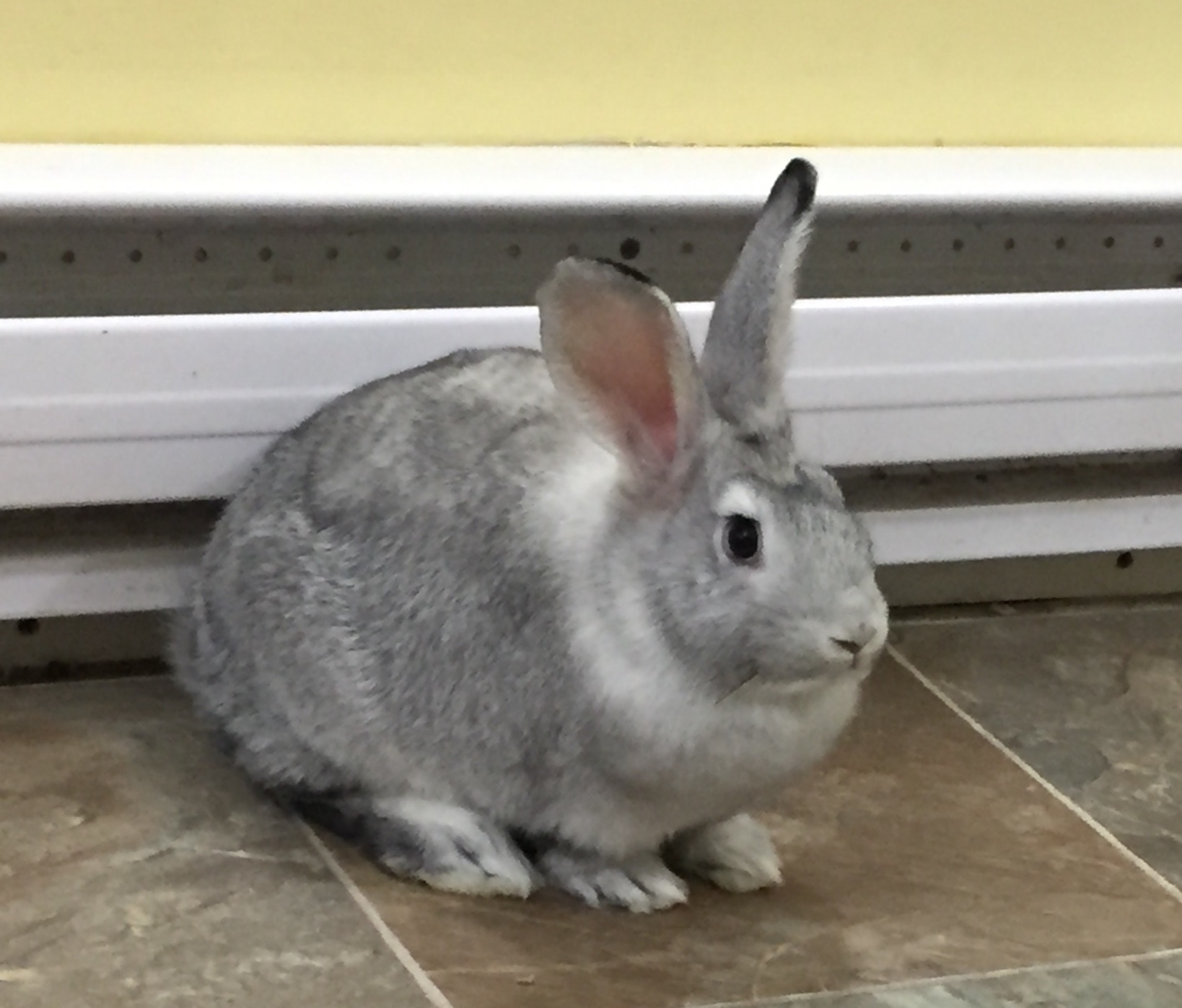 Wednesday – Hoppy Homes Rescue